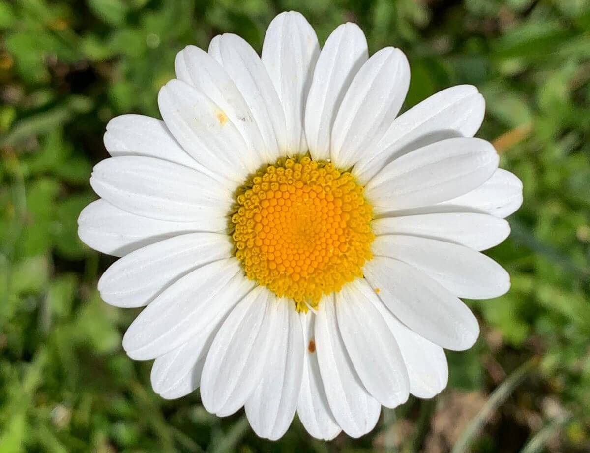 fleur2