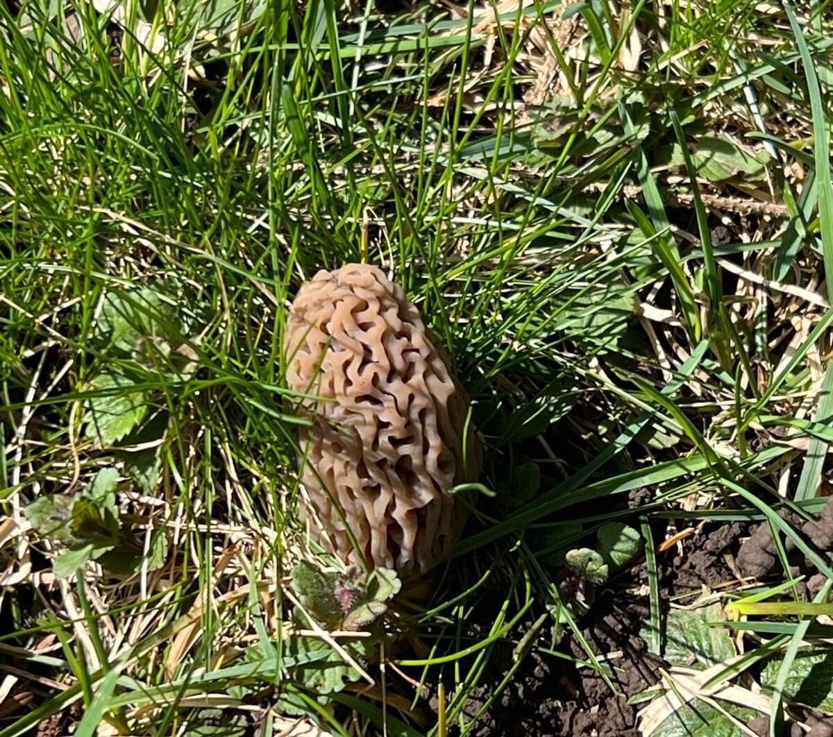 fleur5