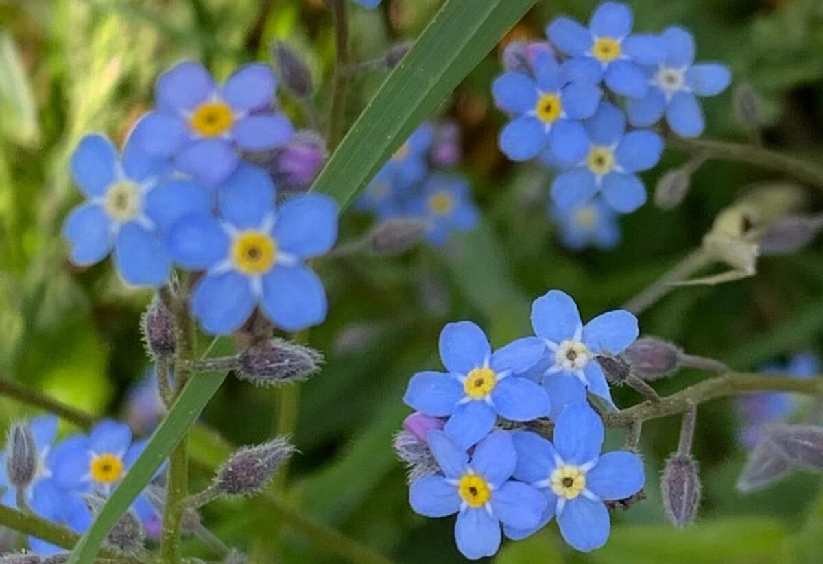 fleur7